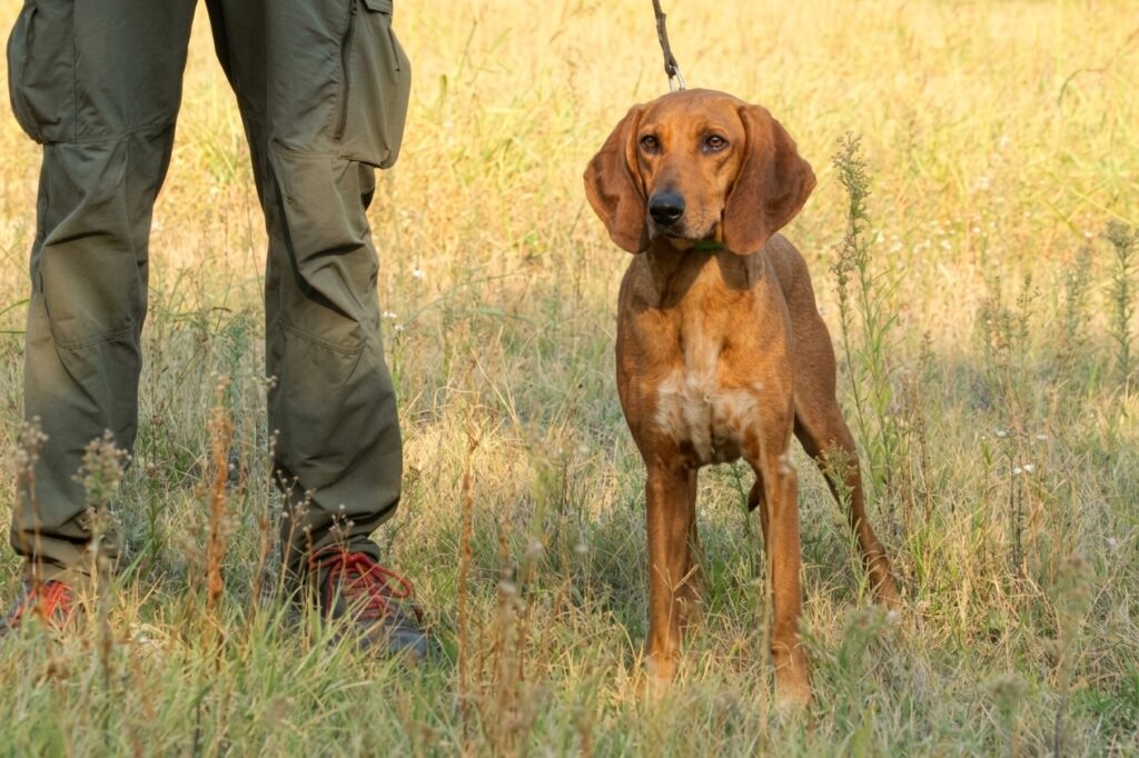 Apennine Hound