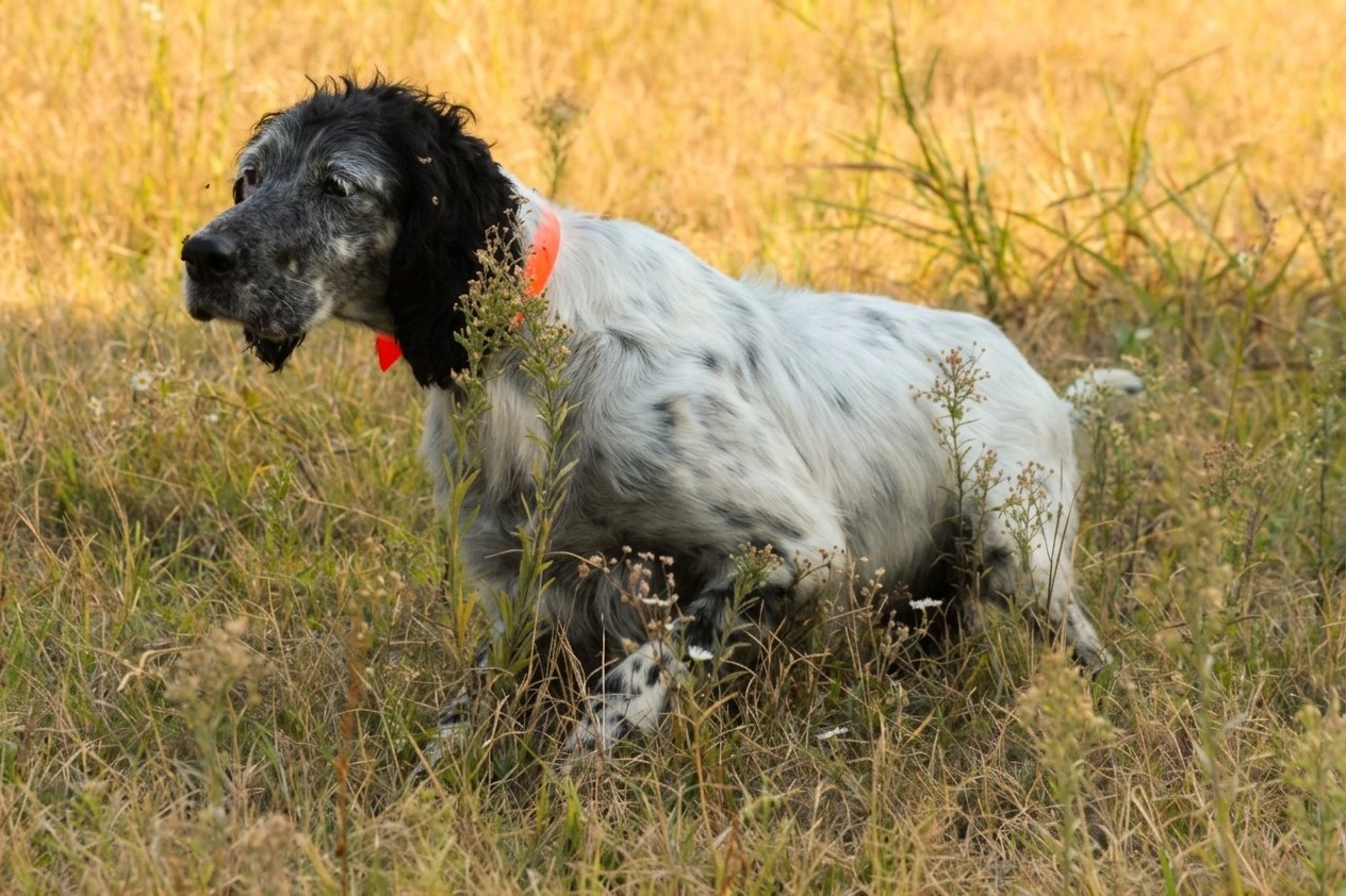 english setter