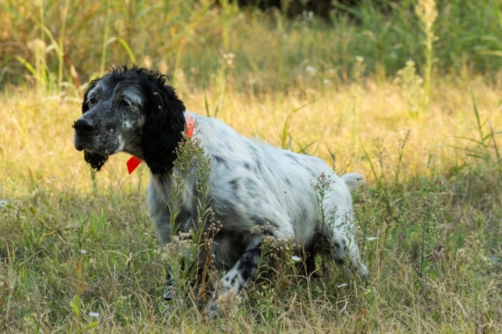 english setter