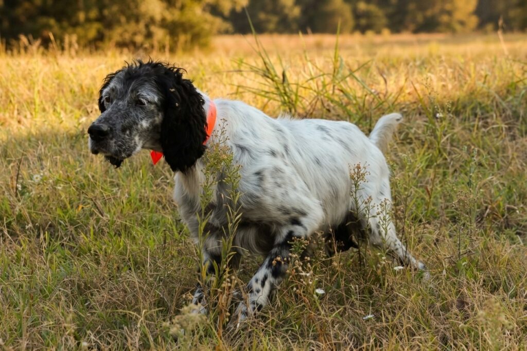 english setter
