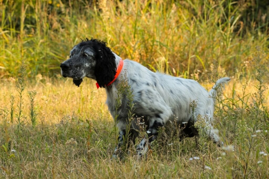 english setter