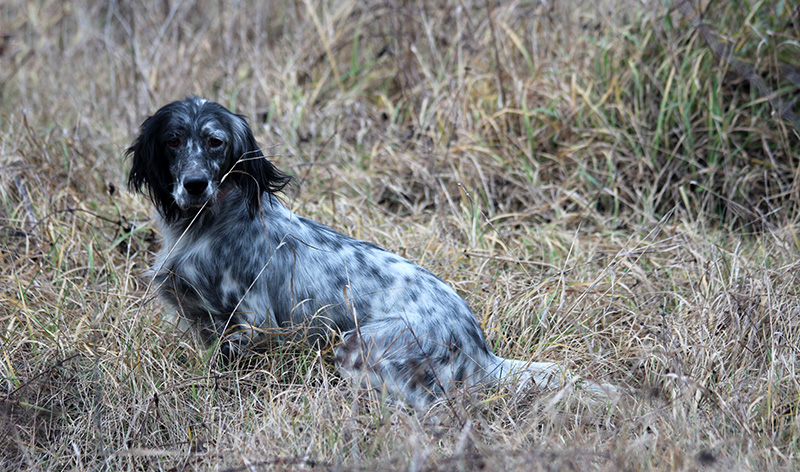 english setter