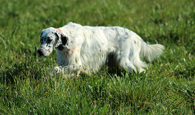 english setter