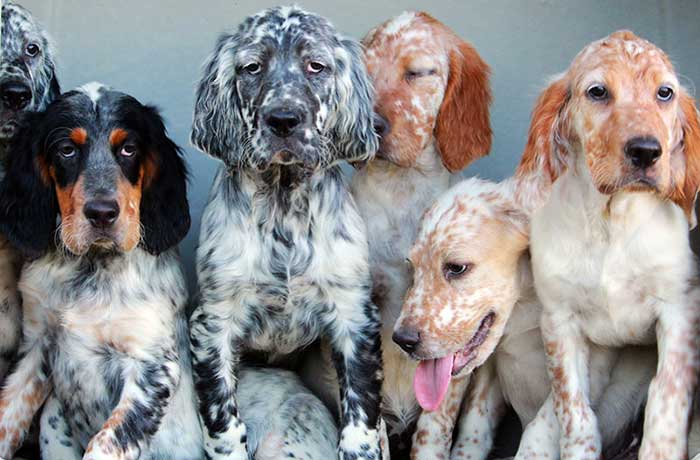 Cani pronta caccia in vendita: Cuccioli