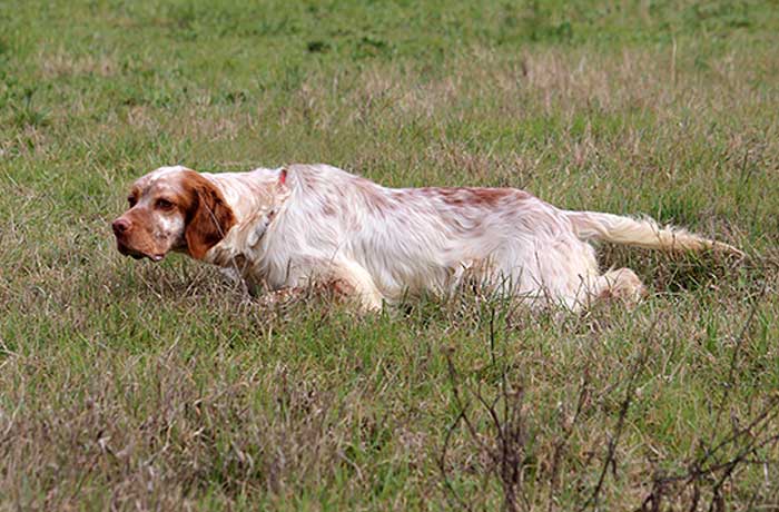 Cani pronta caccia in vendita: servizio addestramento