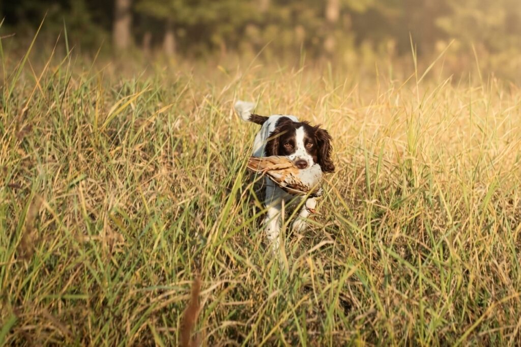 springer spaniel