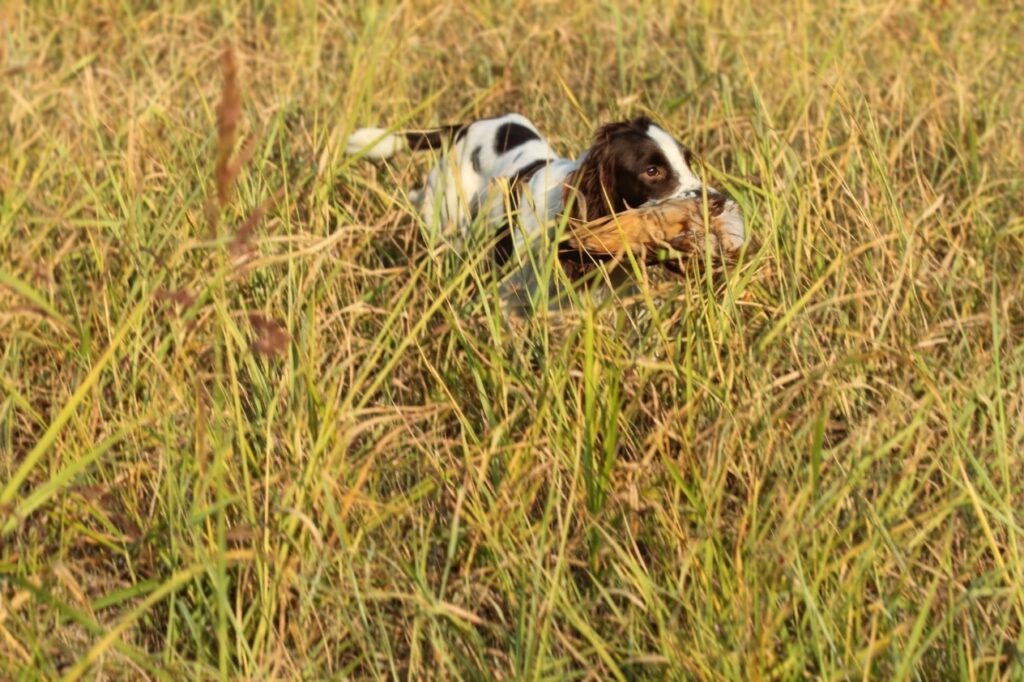 springer spaniel