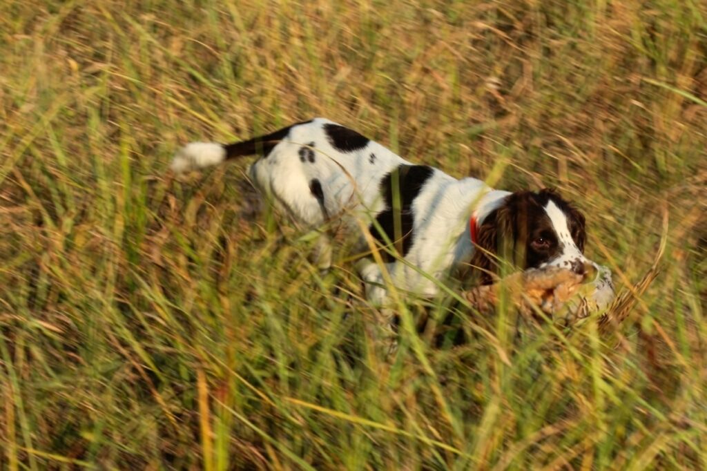 springer spaniel