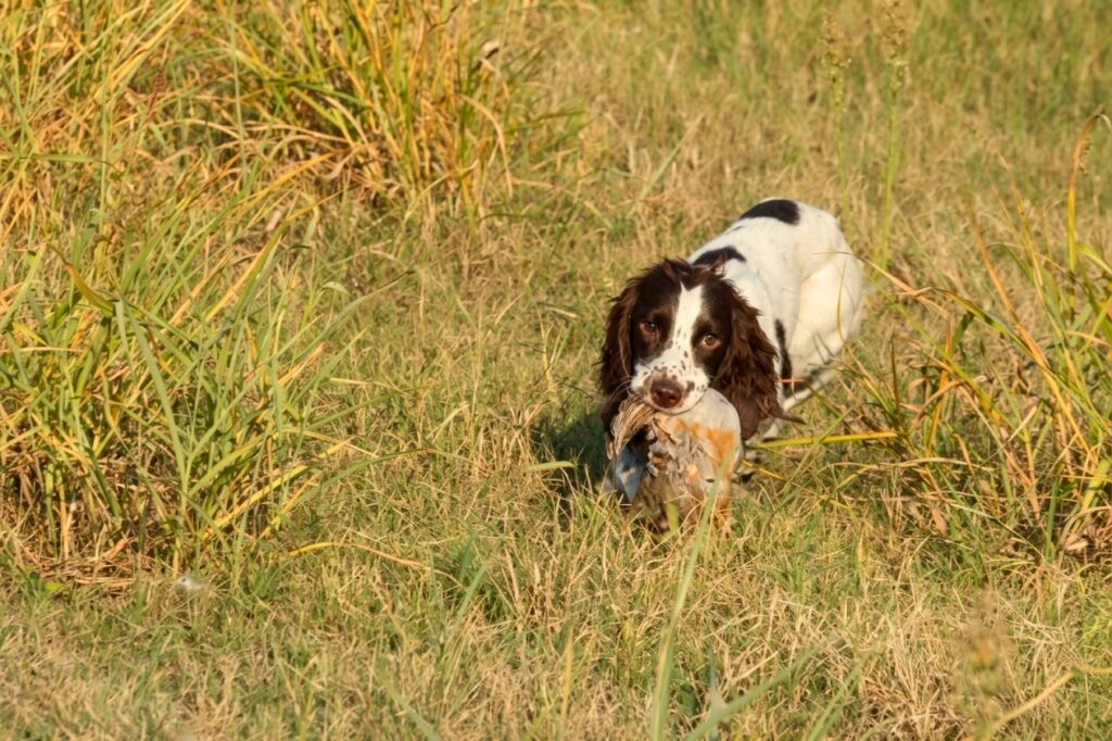 springer spaniel