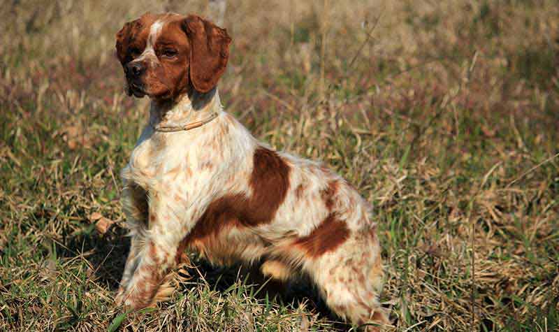 Razze cani da caccia: Epagneul Breton