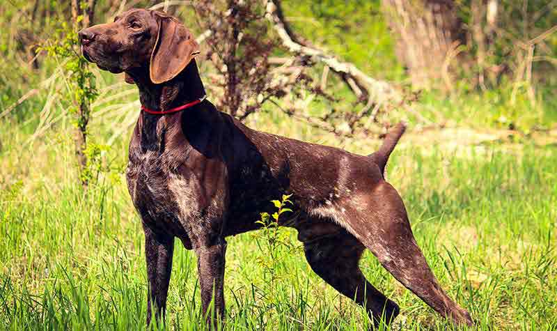 Razze cani da caccia: Kurzhaar