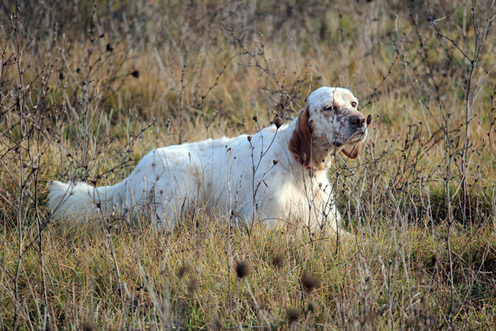 The hunting dog, history and breeds.