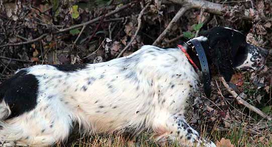 servizi-home-addestramento-cani-caccia