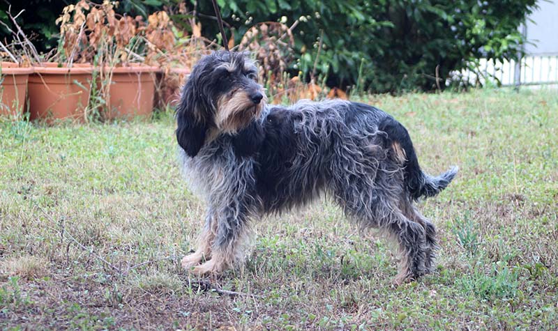 griffone Bleu De Gascogne