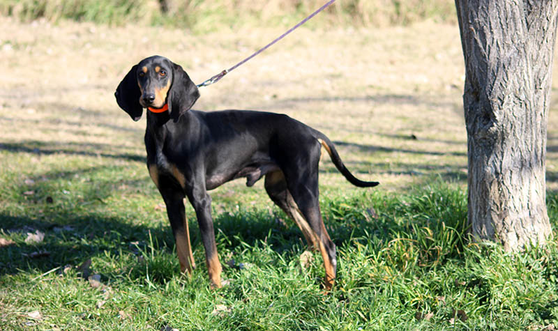 Italian shorthaired hound