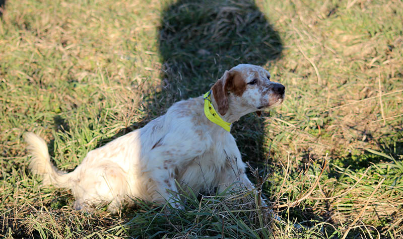 English Setter trained in Serbia